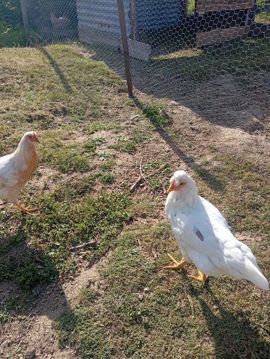 Casal de galinhas pompom