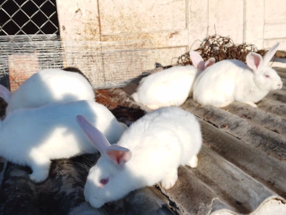 Продам кролі породи термонська біла