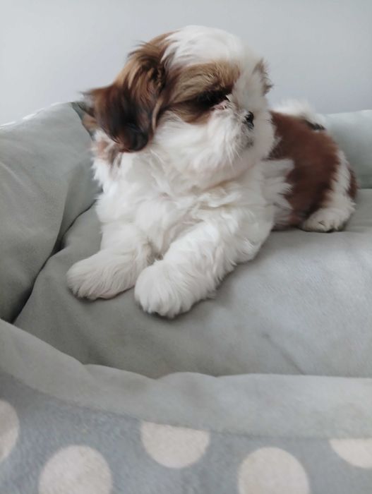 Piękny piesek shih tzu z wielopokoleniowym rodowodem