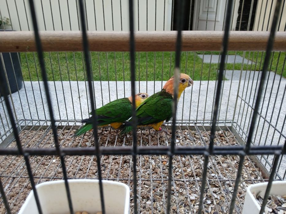 Duas fêmeas de  pionites leucogaster xantomeria