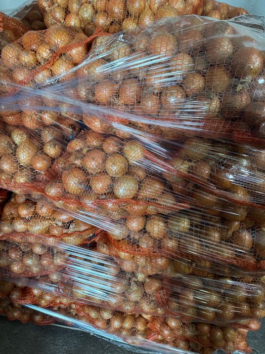 Sprzedam cebulę na worek