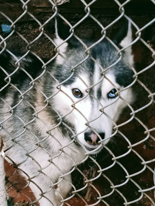 Віддам в добрі руки