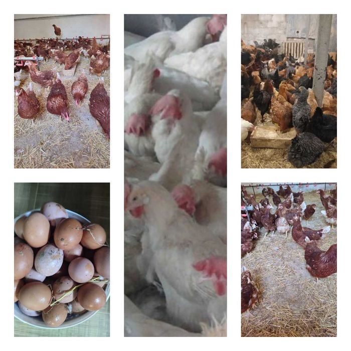 Продам кури несушки! Доставка безкоштовна. Маньківка!