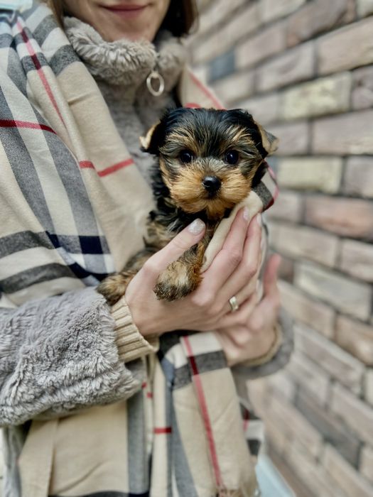 Кукольна дівчинка йорк