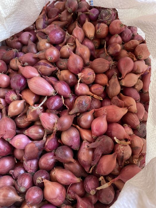 Лук-севок штутгард , ред барон , сноубол , дельфин , венгерка ОПТ