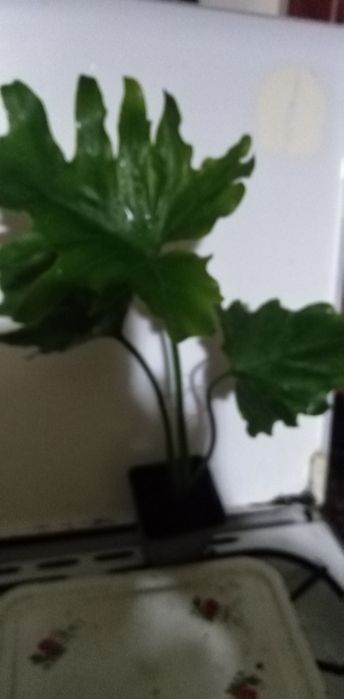 Лоропеталум, Мімоза, стреліція, кущовий філоденрон, Лівістона пальма і