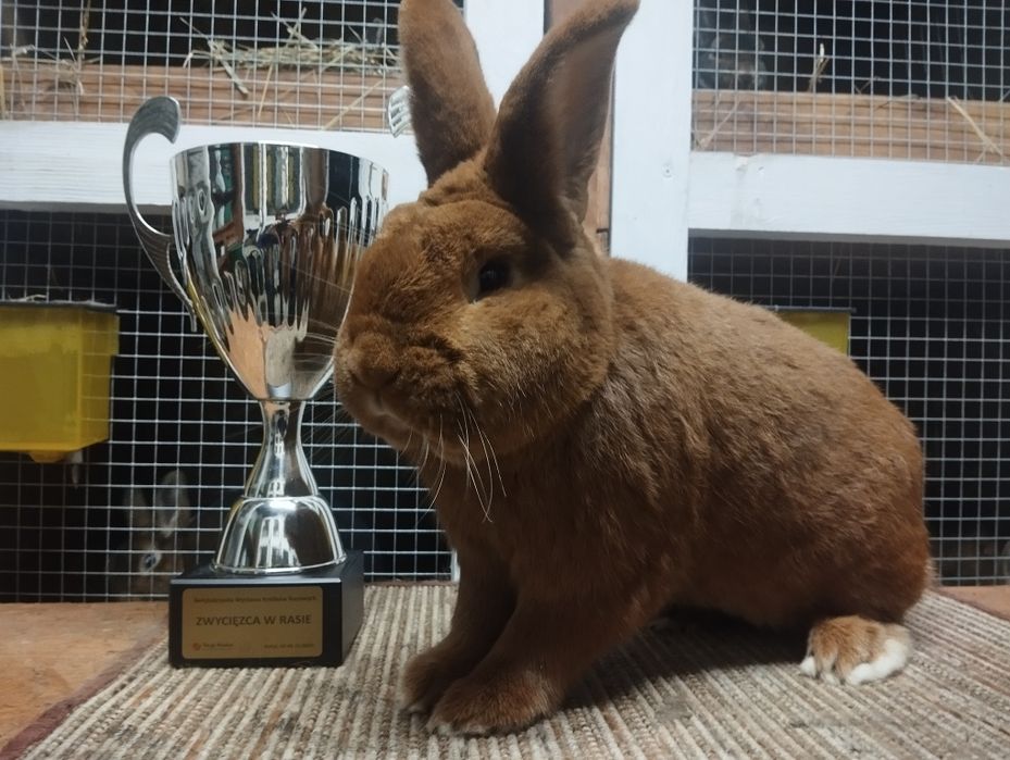 Nowozelandzki czerwony, króliki