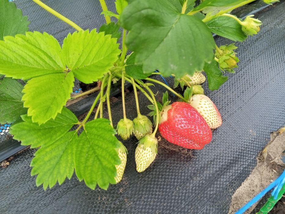 Домашня ЕКО полуниця  свіжа  напряму від виробника — збір сьог