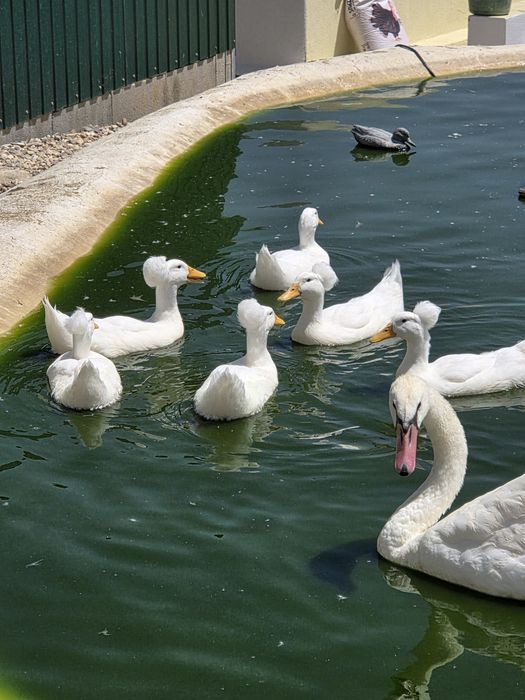 Patos de pompom jovens