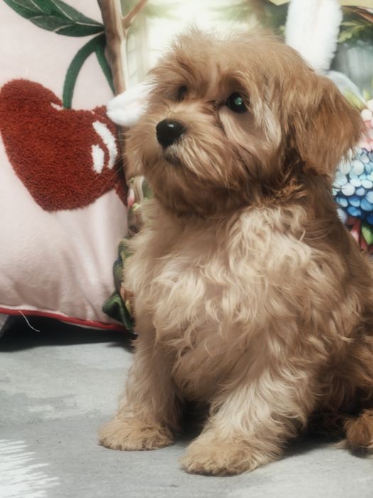 Śliczny piesek Maltipoo