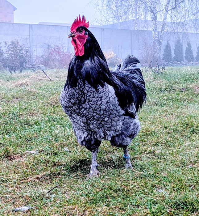 Jajka lęgowe Jersey Giant