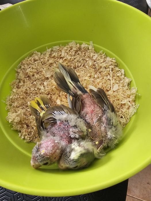 Kakarakis para acabar de criar á mao ,tb tenho rosicolis