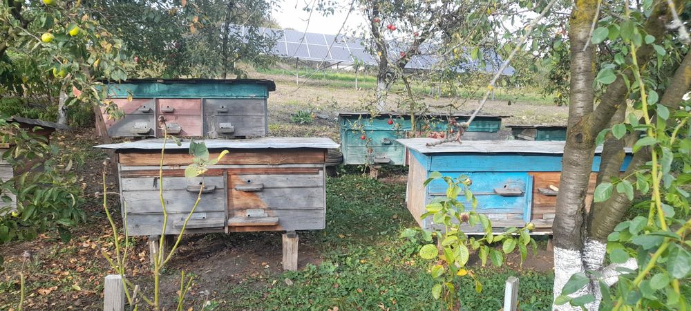Продам двох- трьох сімейні вулики