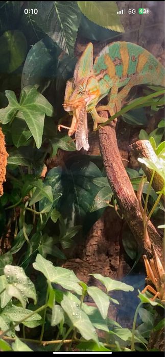 Ogromne piękne szklane terrarium okazja!!!