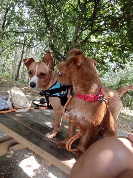 Casal de cães de Pequeno Porte 6kg e 6,5Kg