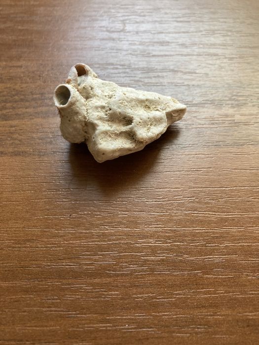 Ракушки морские в аквариум