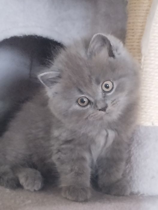 Kotka brytyjska niebieska