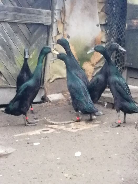 Sprzedam 3 sztuki kaczki biegusy zeszłego roku