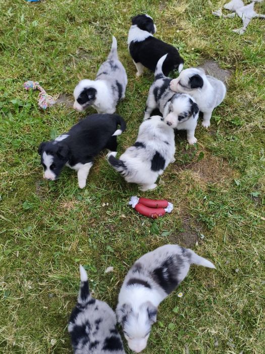 Pieski border collie