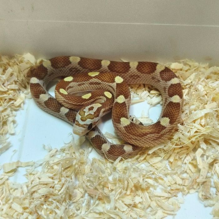 Cobra do milho bebés