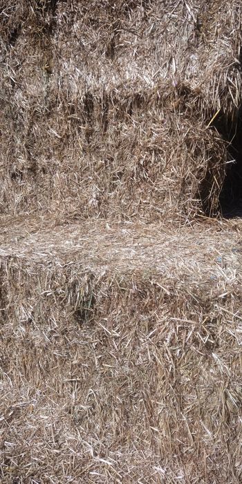 Feno para feira  do cavalo FNC