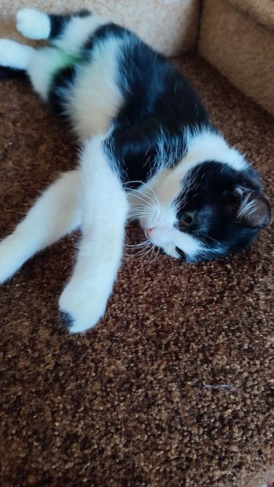 Активна весела дівчинка