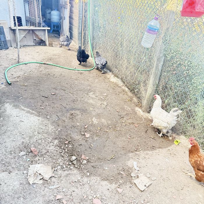 galinhas Brahmas