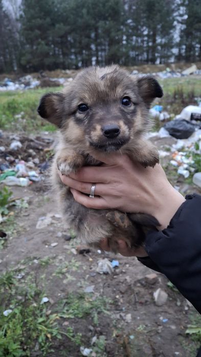 Цуценята шукають господарів