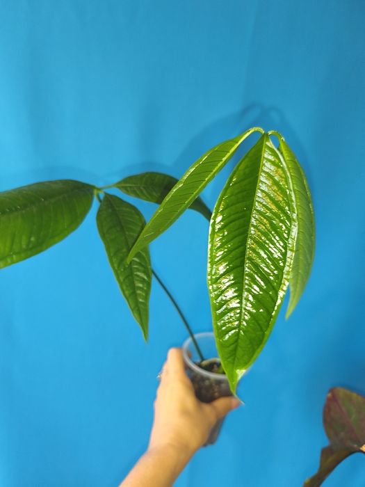 Антуріум Мунені/Anthurium Moonenii, ароїдні