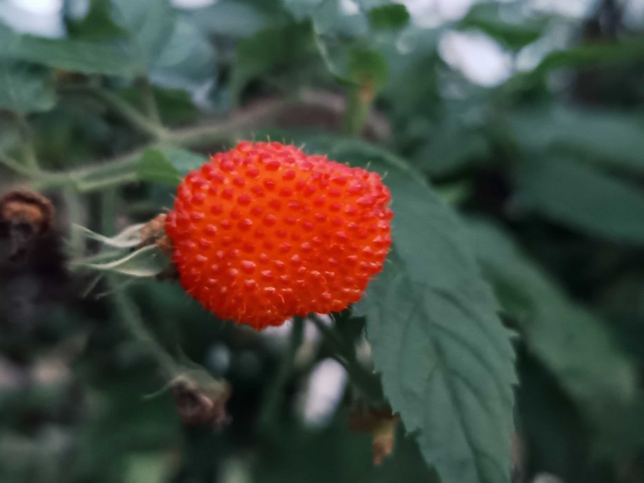 Rubus Sumatranus