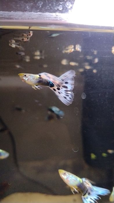 Gupiki i oddam trawkę