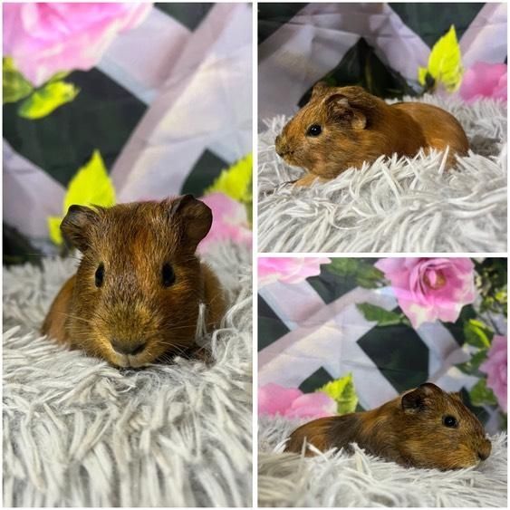 Świnki Morskie Cavie