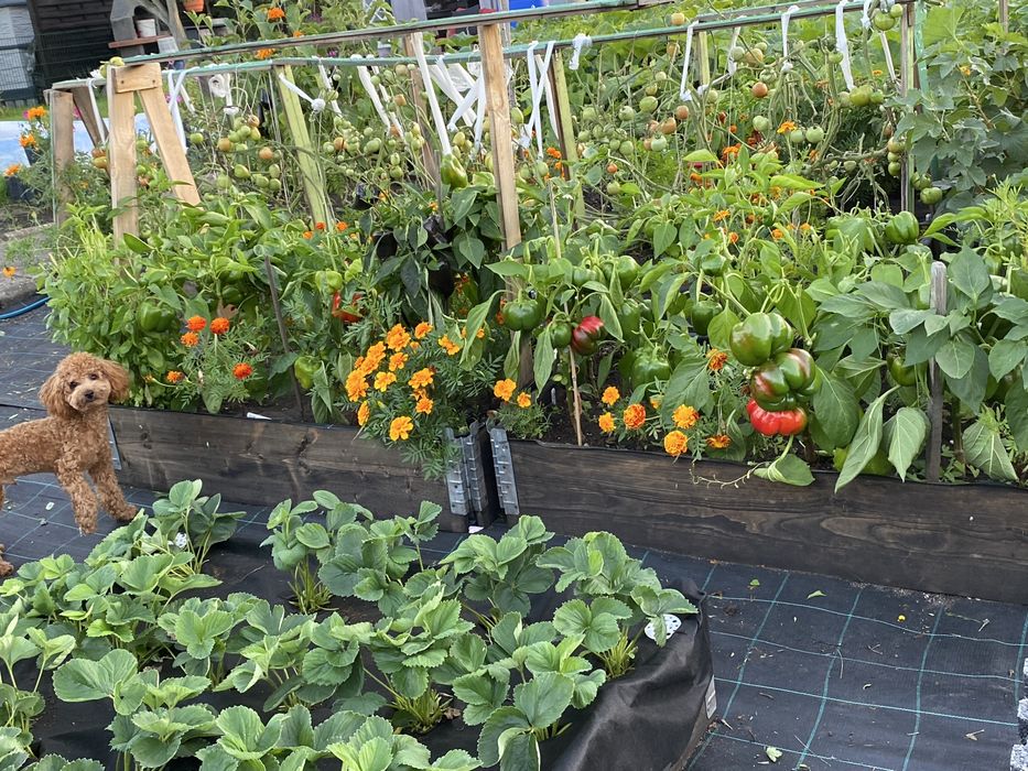 Odstąpię prawo do działki ROD – Wrocław FAT, Nad Ślęzą