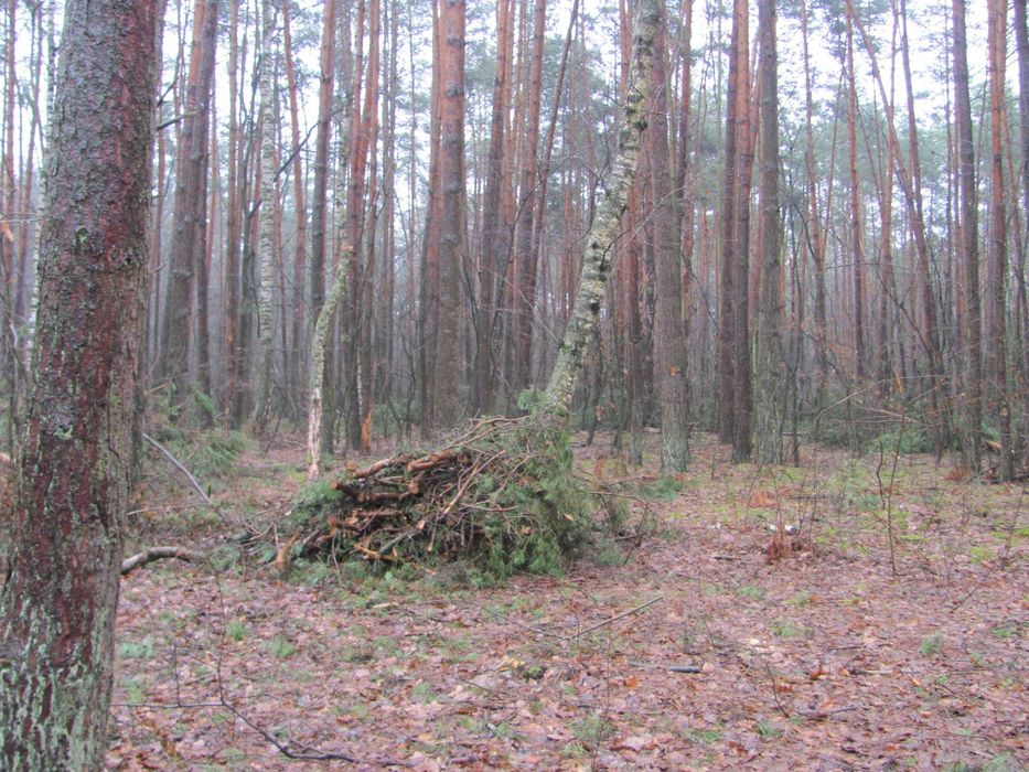 Drewno opałowe konary, gałęzie