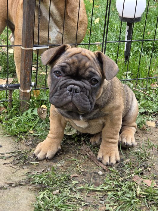 Buldog Francuski piesek