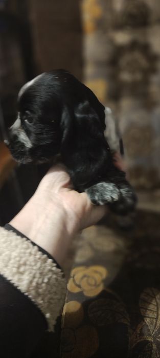 Suczka Cocker spaniel angielski