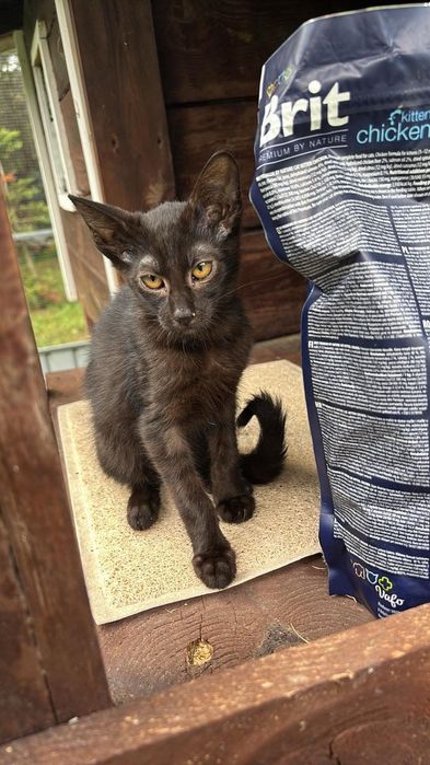 Kociaki do adopcji