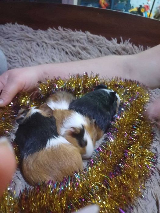 Морська свинка.    .