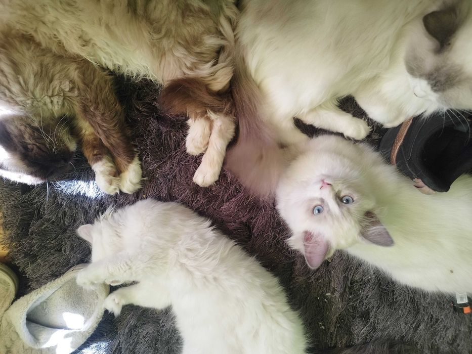 ragdoll na sprzedaż kocie