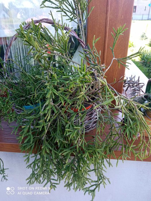 Rypsalis Patyczak sukulent kwiaty