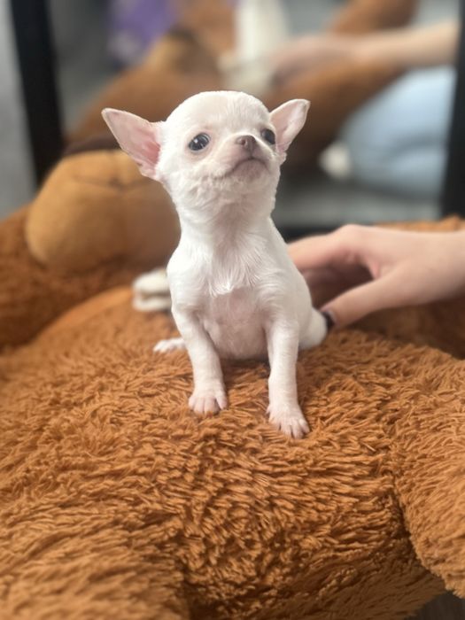 Дівчінка   Миколаїв