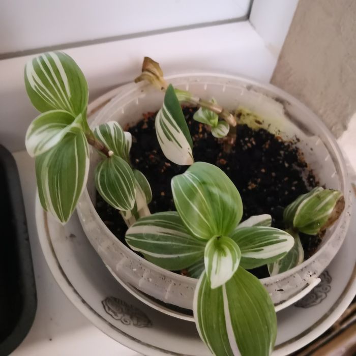 Традесканция укорененная