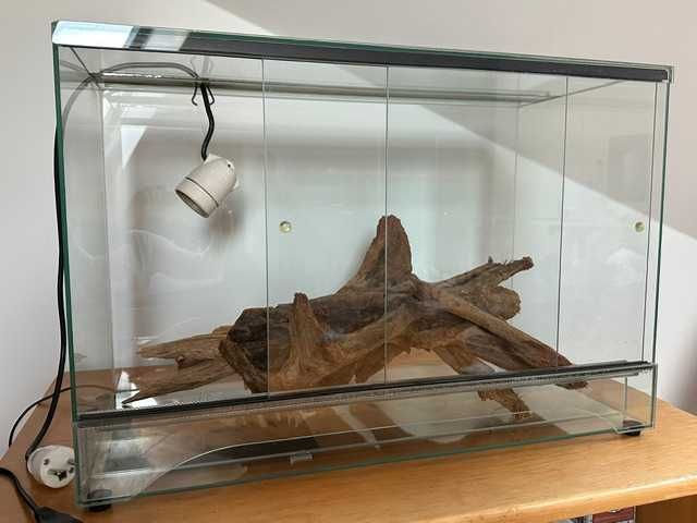 terrarium gekon, wąż, jaszczurka, gad