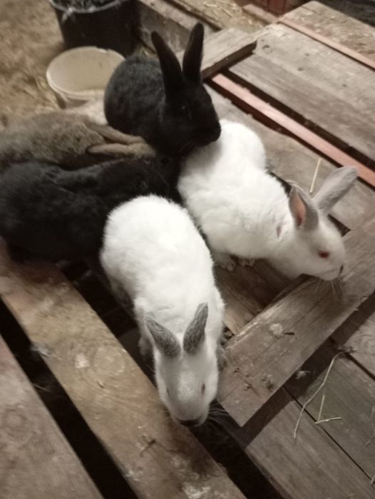 Króliki sześciotygodniowe