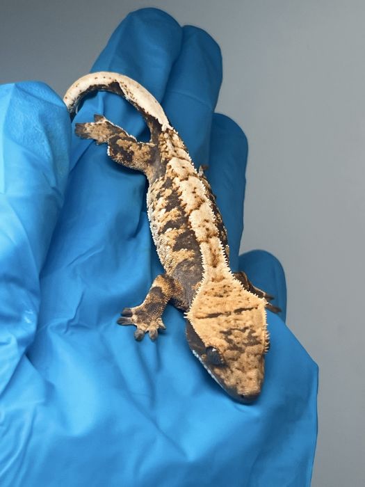 Gekon orzęsiony extreme harlequin