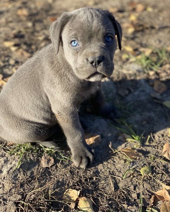 Цуценята кане корсо