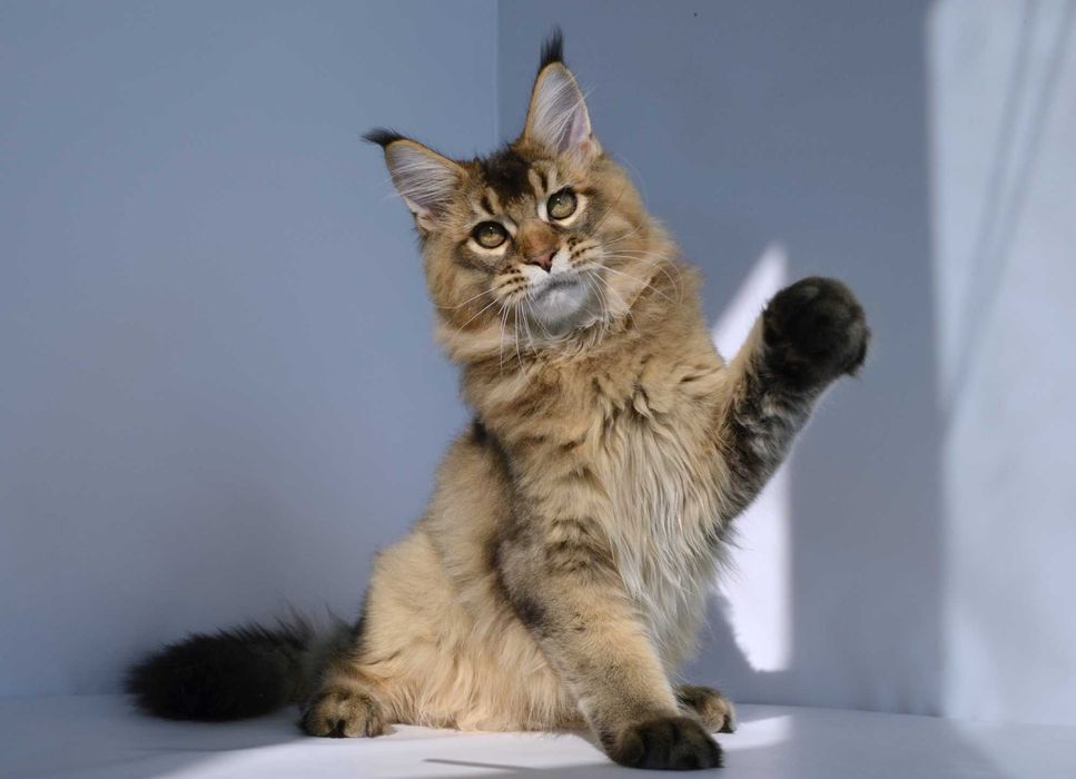 Мейн кун  . Мальчик Romeo 5 мес.