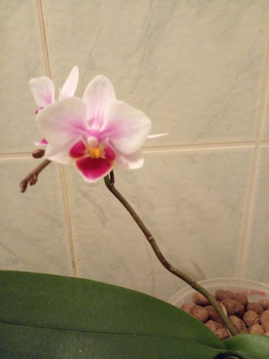 Обміняю орхідею фаленопсис