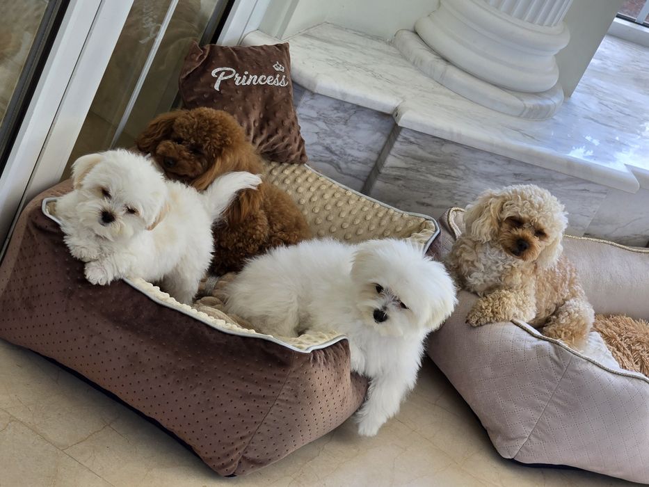 Мини, мини мальтипу