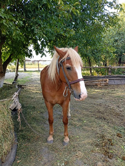 продам хорошу кобилу